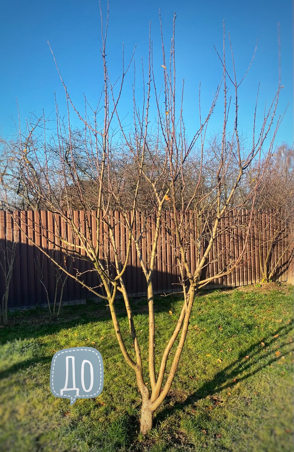 абрикос дерево саженец, яблоня ветка, растения, растение, засохшая яблоня