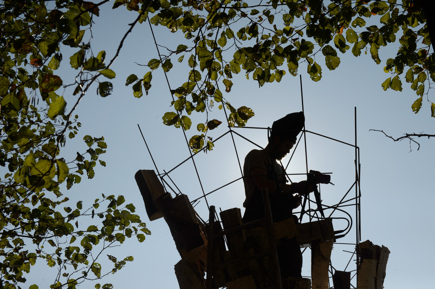 спил дерева, дерево, пилит дерево, спиленное дерево, electricity theft