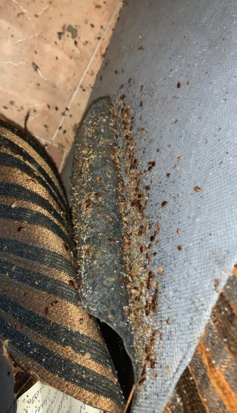 домашние клопы, клопы, клопы в доме, клопы в квартире, клопы в диване