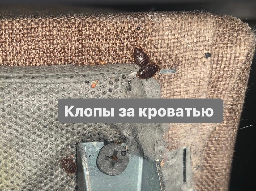 домашние клопы, клопы, мебельные клопы, клопы в квартире, постельный клоп