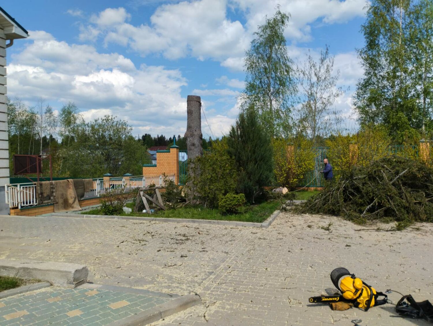усадьба ленинские горки киногородок, усадьба михалковых петровский парк рыбинск, усадьба ленинские горки, береза, береза довольно быстрорастущее дерево