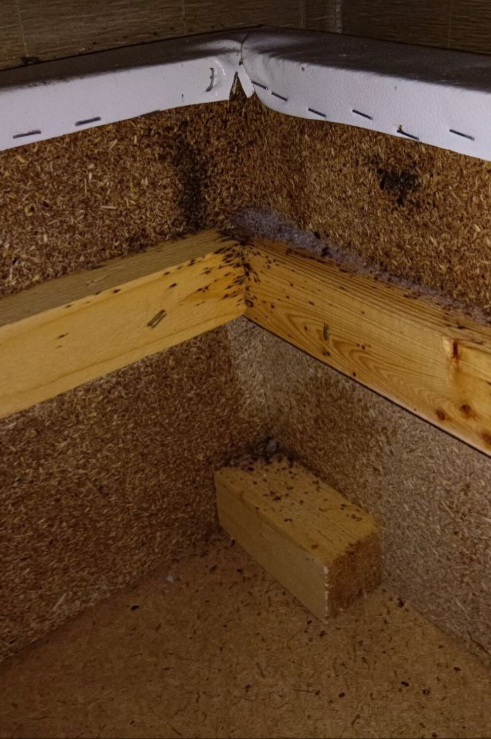 гнездо тараканов, улей для пчел, клопы гнездо в диване, гнездо тараканов прусаков, домашние клопы