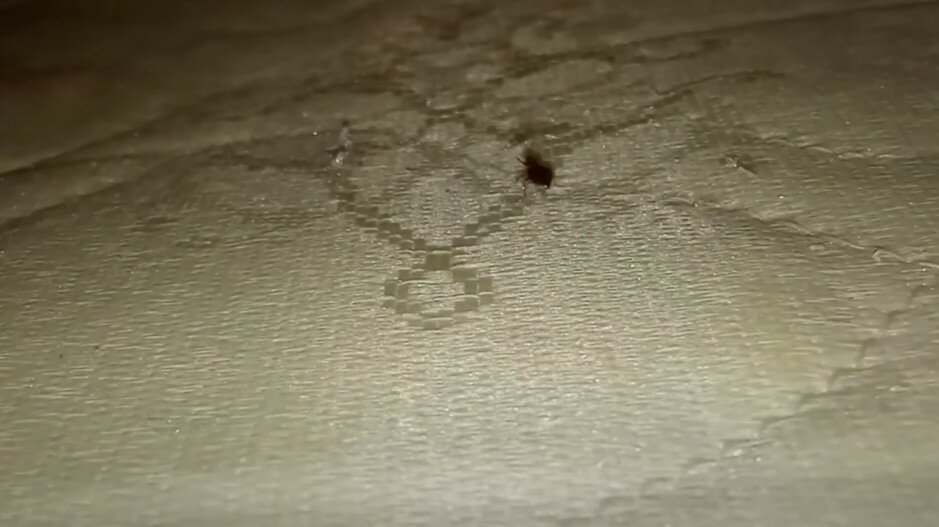 насекомое, следы от клопов, следы клопов, клопы на матрасах, клопы