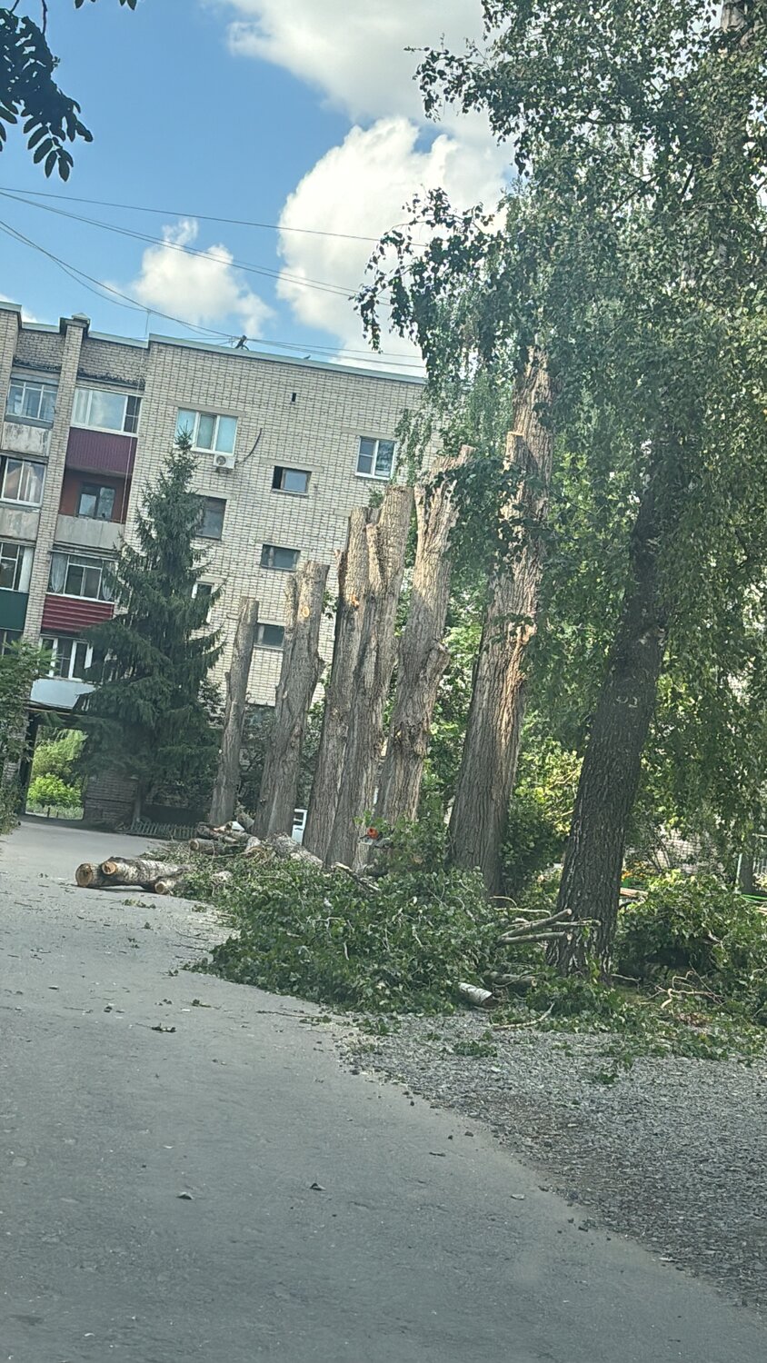 упавшее дерево, желтые дворы химмаш, реальный курган, опасные деревья, во дворе дома