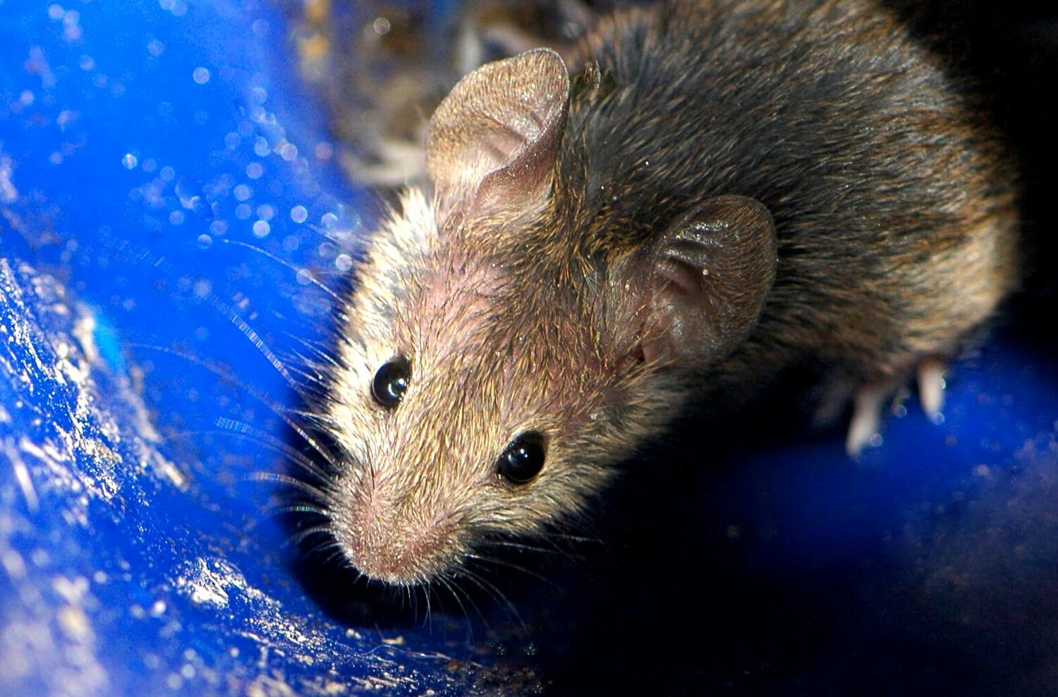 мышка, домовая мышь, mus musculus домовая мышь, серая полевка, полевая мышь, мышь мышь