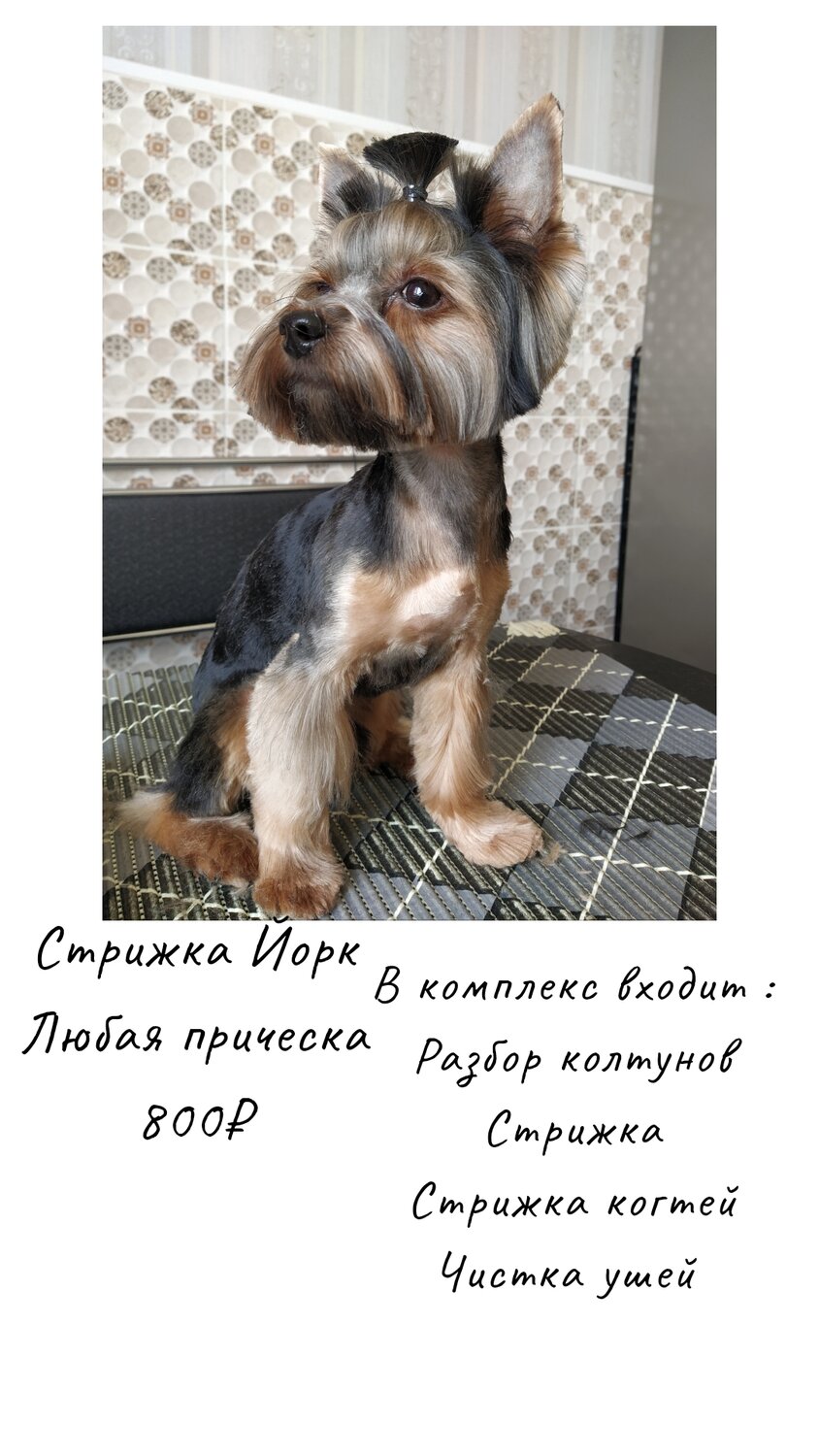 йоркширский терьер, стрижка йорка на лето, пэт стрижка йорка, стрижка йорка с висячими ушками, стрижка йорка мальчика до и после