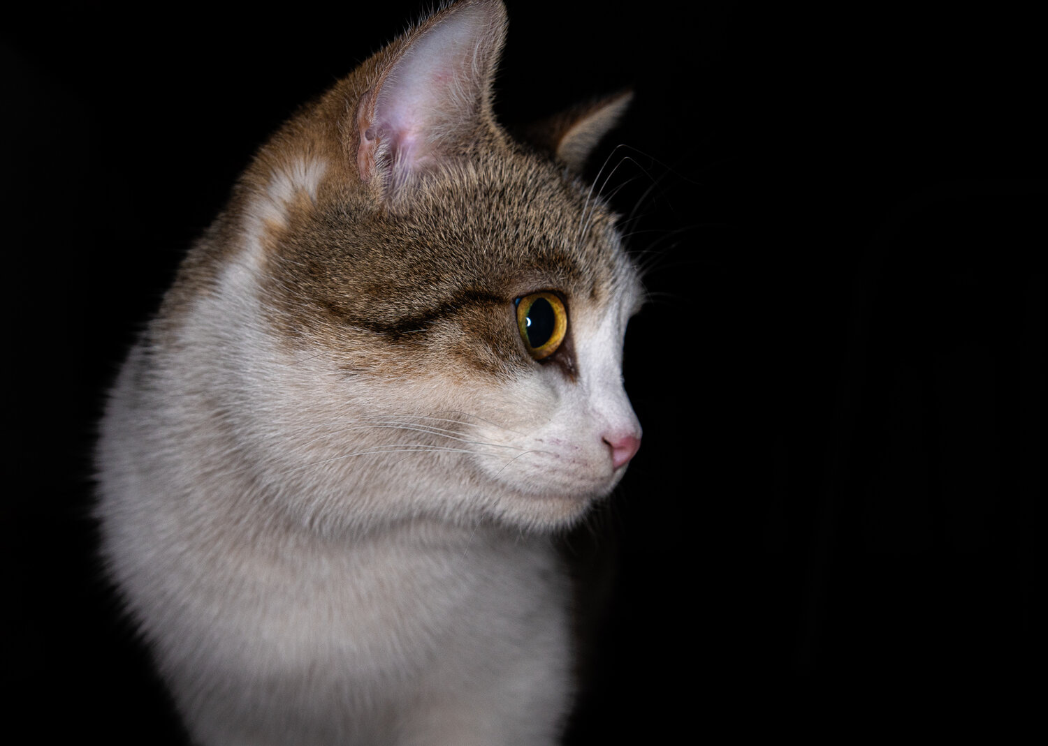 кот, кошка, котик, кошачьи, белая кошка