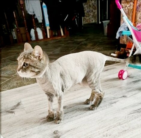 кот, кошек, девон-рекс, кошка, стрижка котов