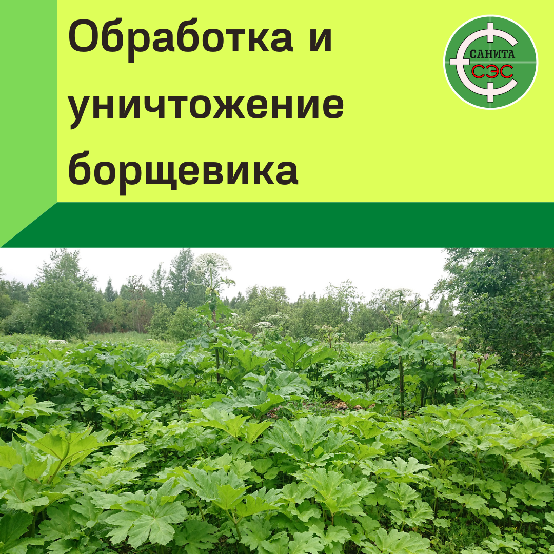 кустарники, растения, лиственные деревья, деревья кустарники, природа