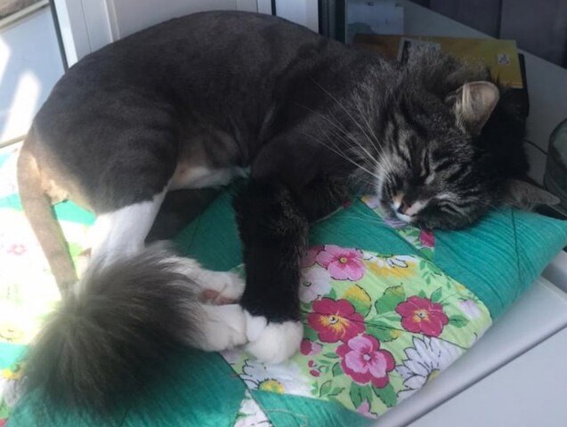 кошка, кот, стрижки кошек, животные домашние, кошечка