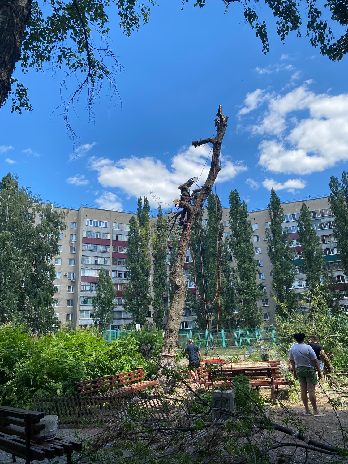 улица, дерево, тополь саратов, лукоморье парк мариуполь, саратов набережная пилят деревья