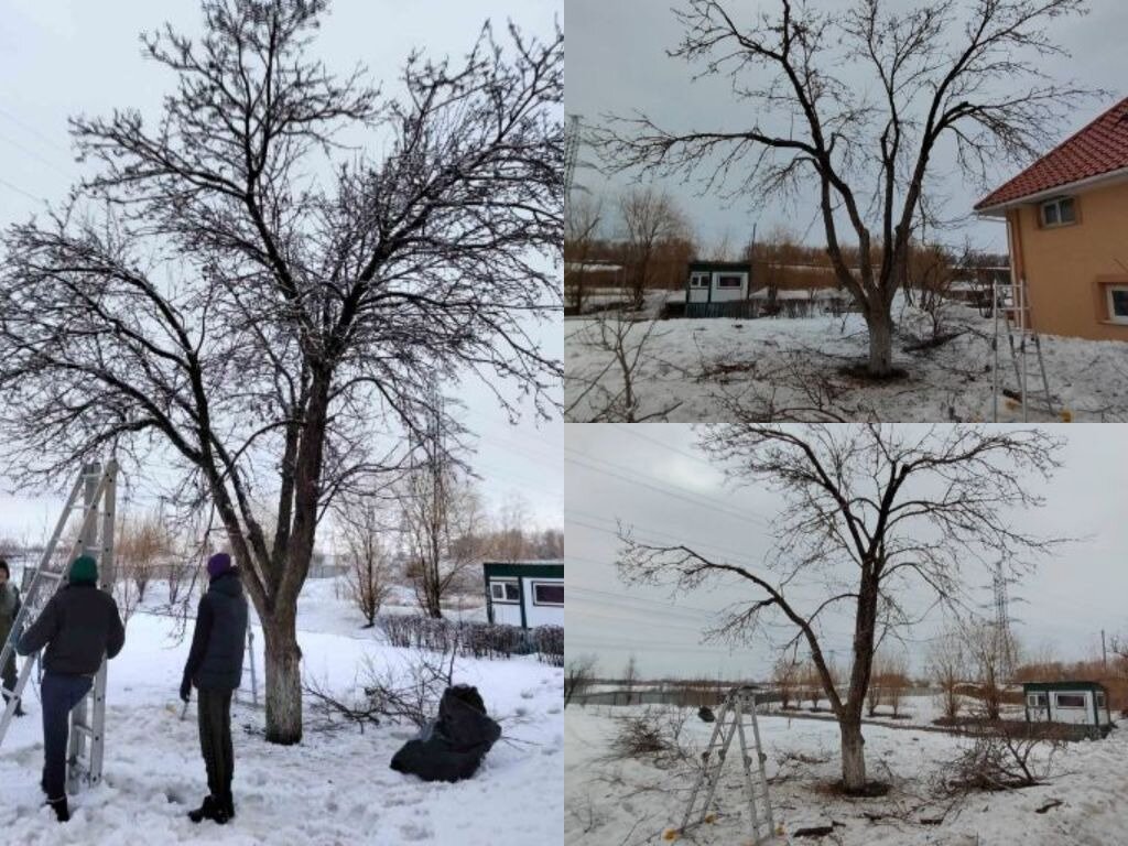 мертвая старая яблоня, дерево орех, дерево, участок, участок дачный