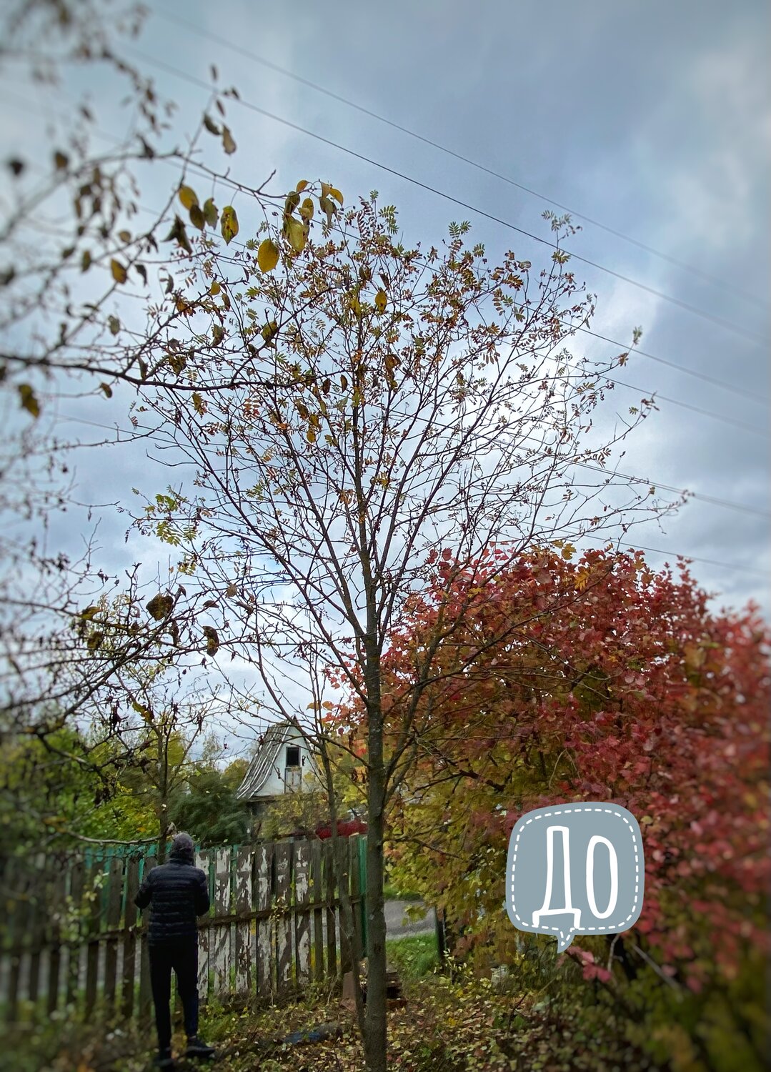 природа, осень, г,озеры осень, яблоня рудольф осенью, яблоня осенью