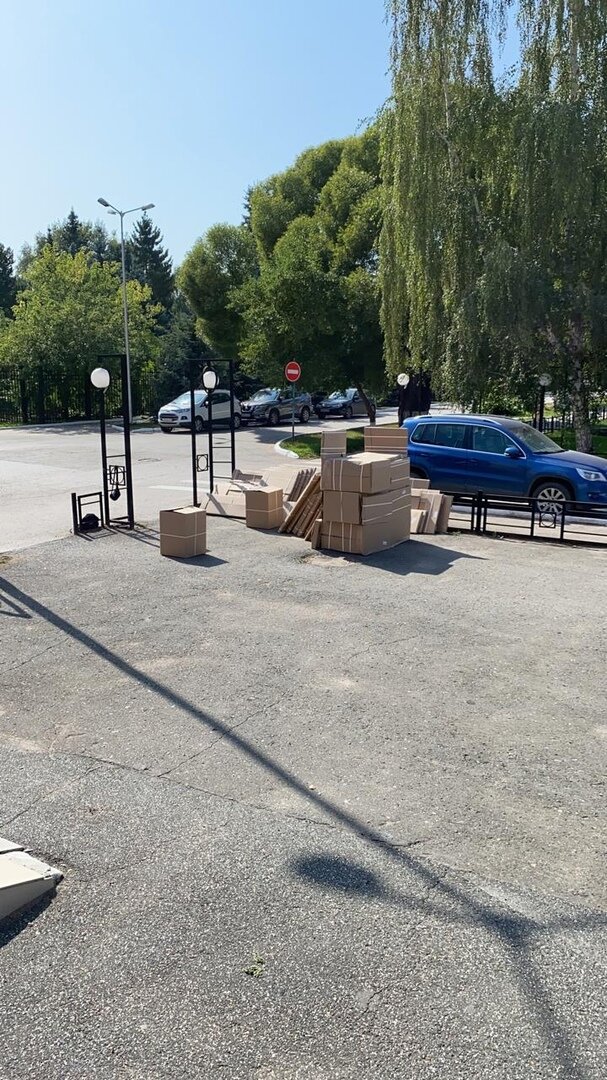 в парк, береза повислая лациниата, повислая береза, фотографии, ива