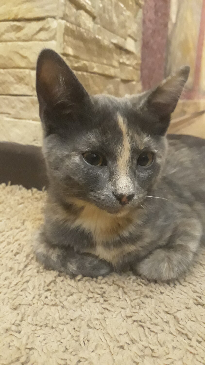 кошка, кот, кошечка, восточные кошки, животное