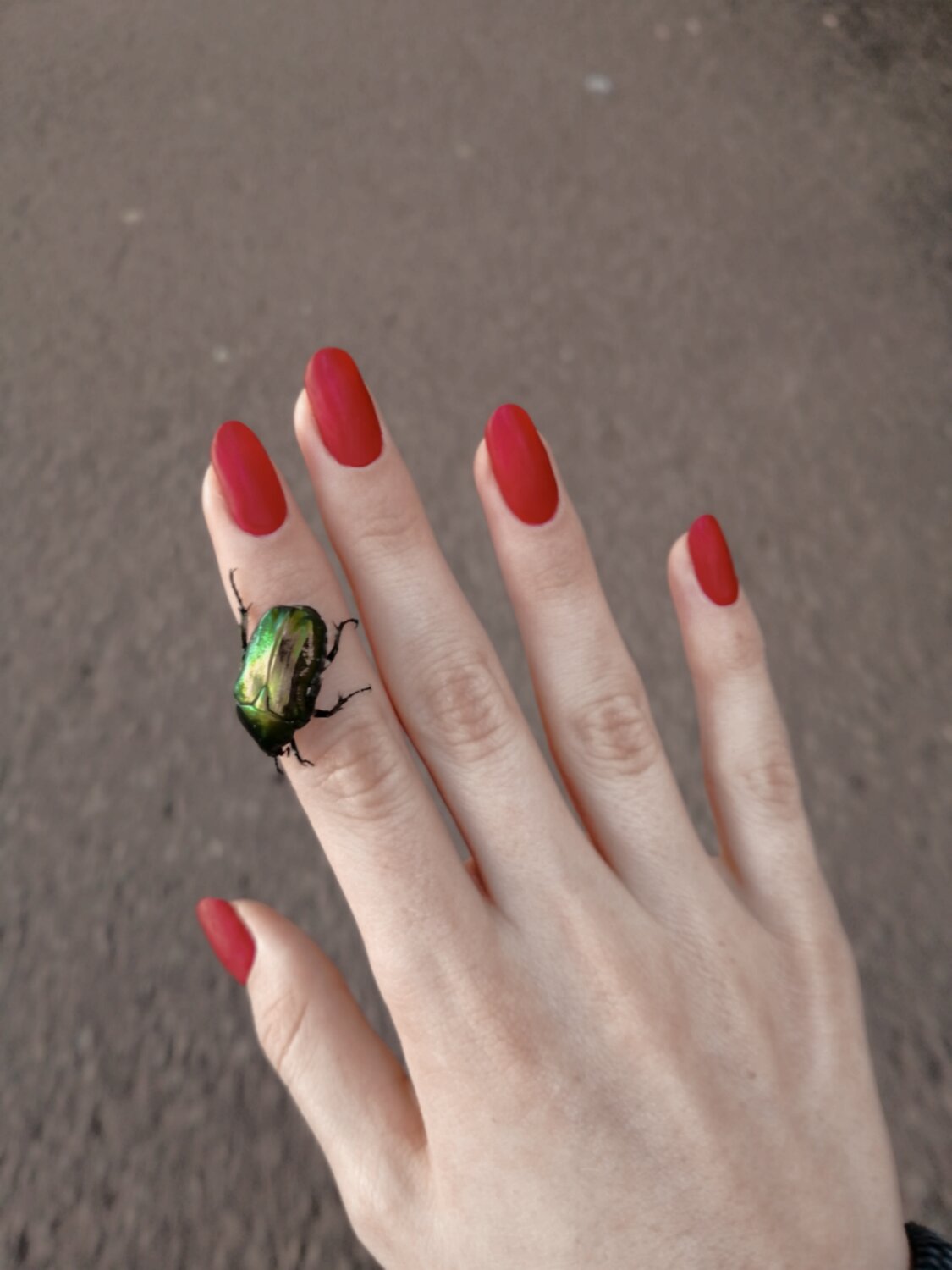 майский жук, майский жук и бронзовка отличия, жук бронзовка, бронзовка, жук