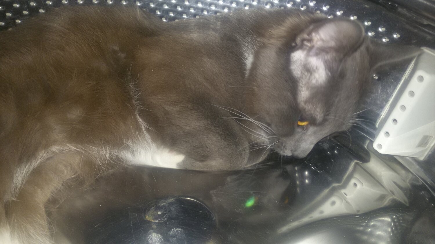 кошка, котик, кошечка, домашние коты, кошек