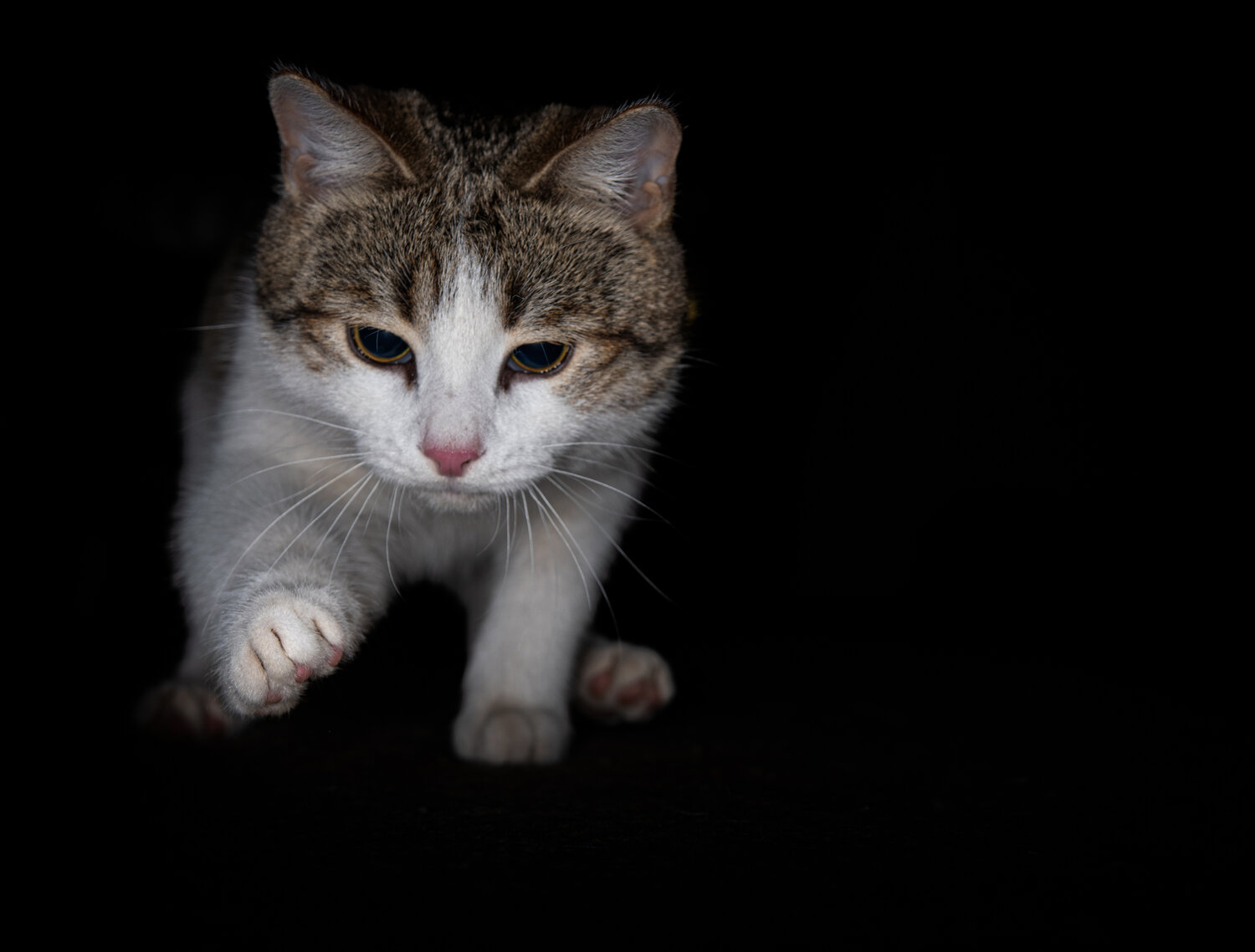 кот, котик, кошка, домашние животные, любимые животные