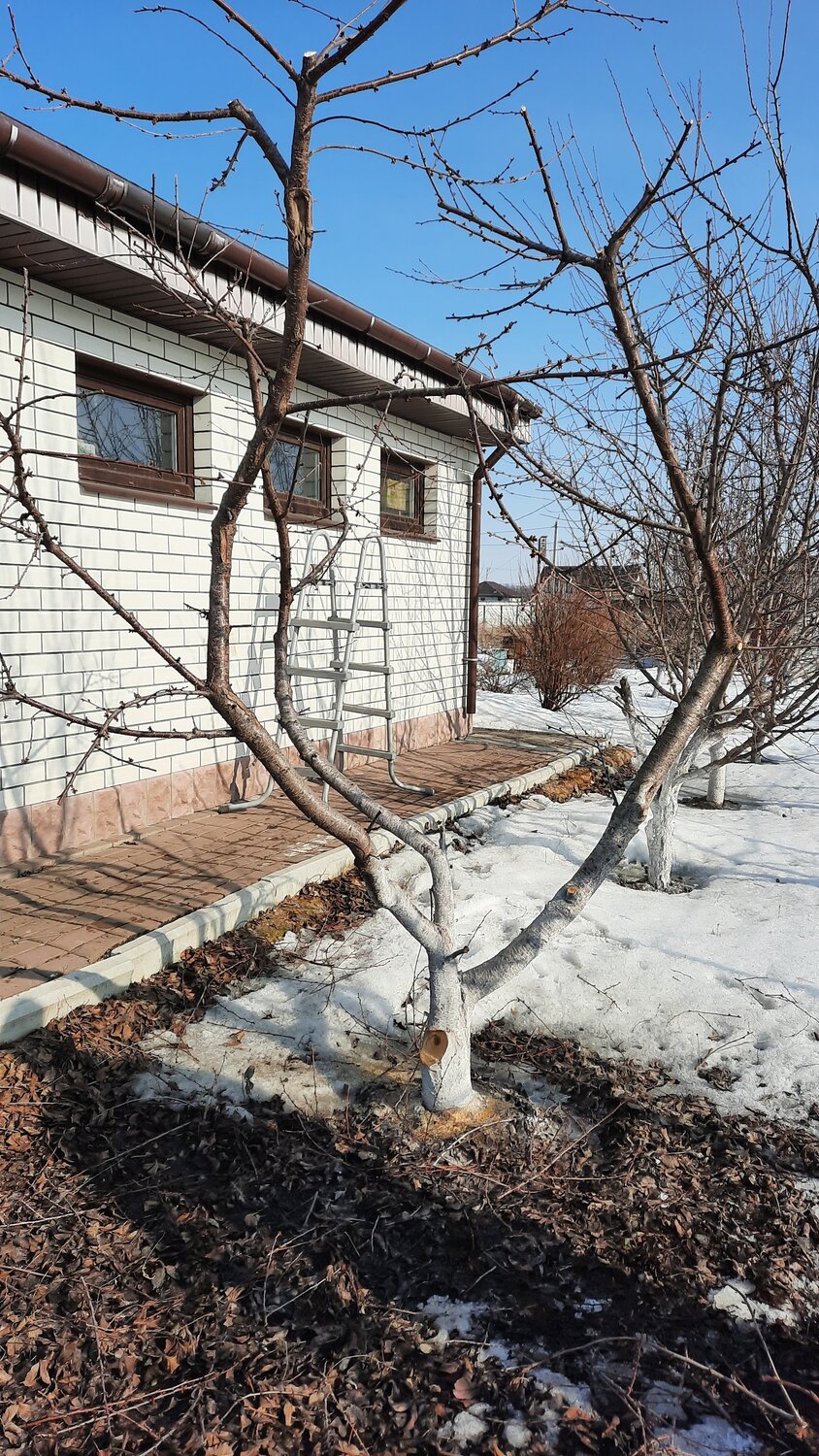 участок, дача, дом, недвижимость, плодовое дерево