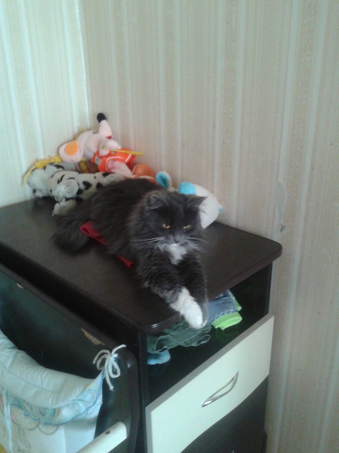кошка, кот, котик, кошечка, cat
