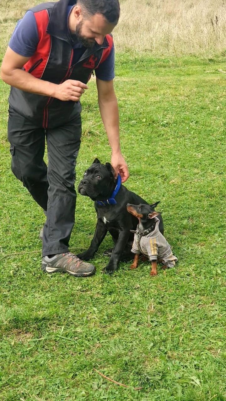 dog, ризеншнауцер и дети, ризеншнауцер, собака, породы собак