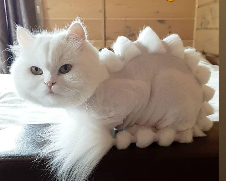 персидская кошка белая, стрижка котов, кот персидский ангорский, персидская кошка, кот