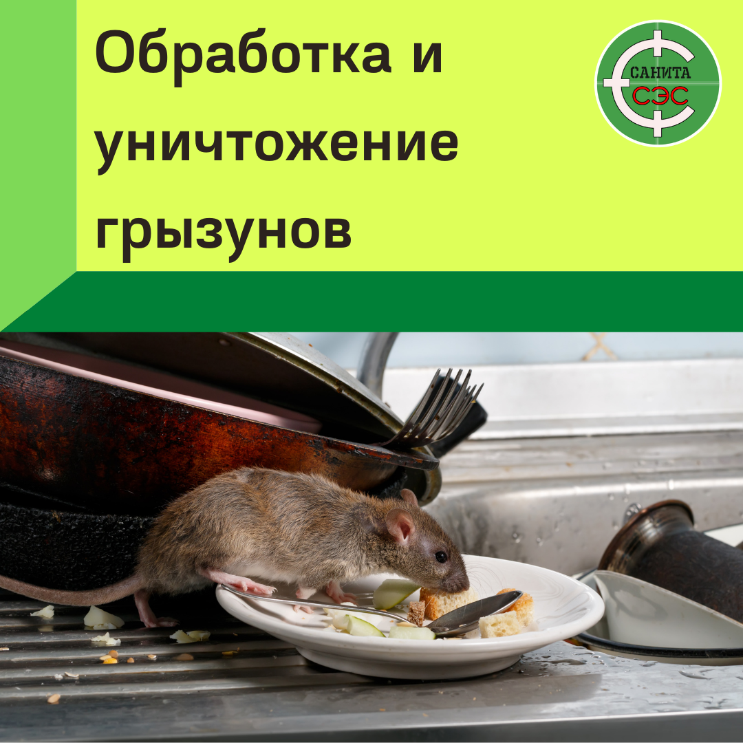 крысы на корабле, крыса на кухне, крыса на столе, мышь на кухне, дератизация крыс