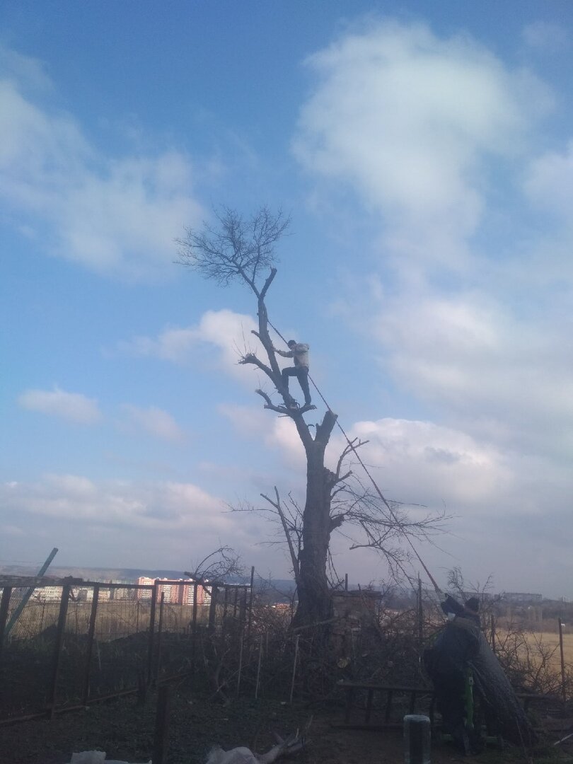 обрезка деревьев, дерево, плодовые деревья, кронирование деревьев