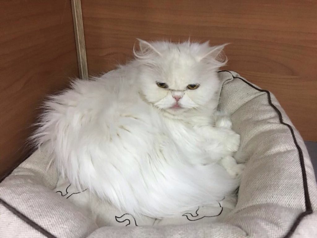 персидская кошка, персидский котенок белый, персидская серебристая шиншилла, персидская шиншилла, кошка