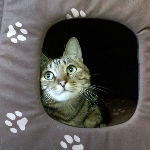 кошка, кот, котик, смешные коты, смешные кошки