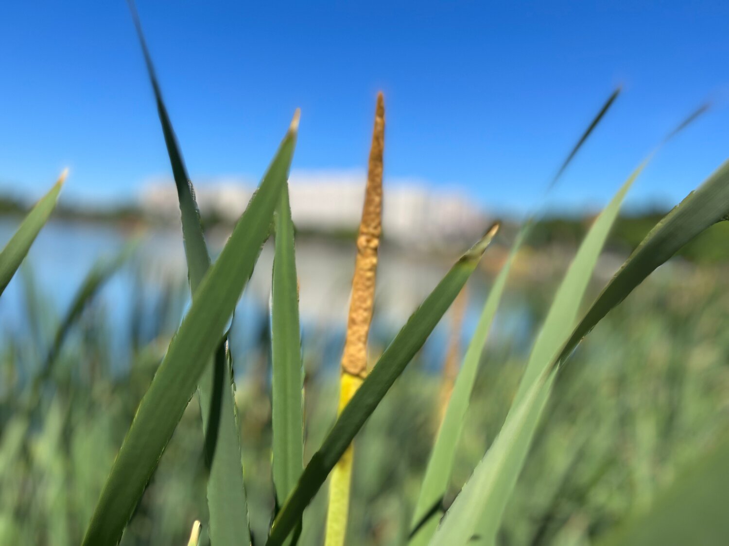 рогоз стебель, камыш рогоз осока, камыш рогоз, рогоз, рогоз typha angustifolia