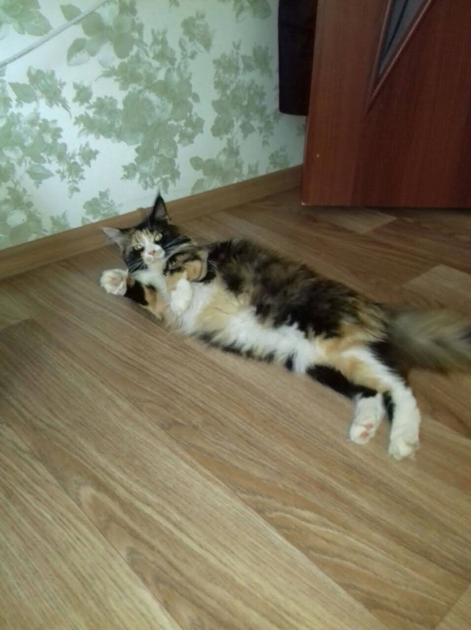 кошка, кот, кошечка, котэ, котик