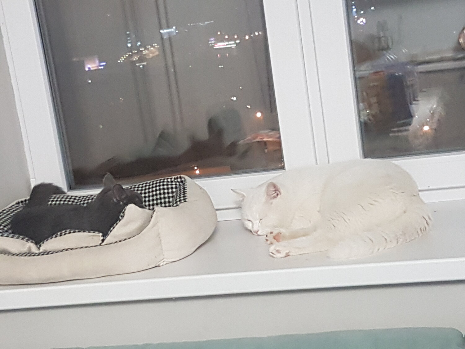 кот, кошка, котик, кошечка, белая кошка