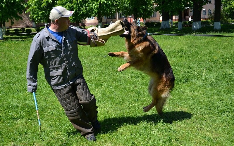 немецкая овчарка, дрессированная немецкая овчарка, немецкая овчарка зкс, овчарка, немецкая овчарка рр зкс