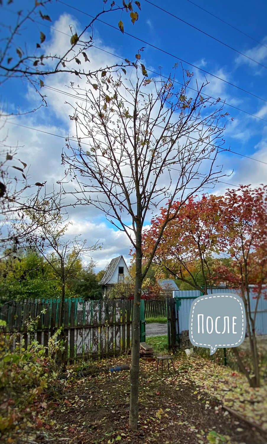 гранатовое дерево обрезка осенью, обрезка яблони, дача, обрезка абрикоса осенью, участок