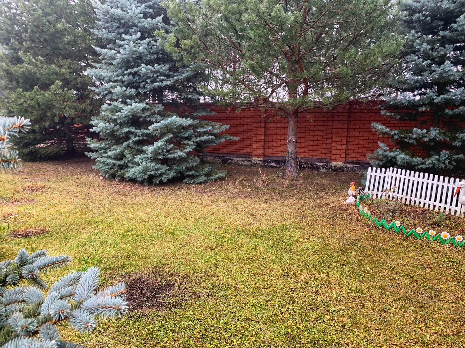 ландшафтный дизайн, сосны на участке, ель обыкновенная в ландшафтном дизайне, голубая ель в ландшафтном дизайне, хвойные сады