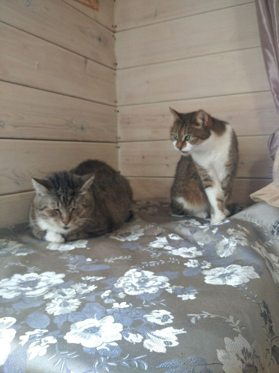 кошка, кот, кот домашний, кошечка, котики