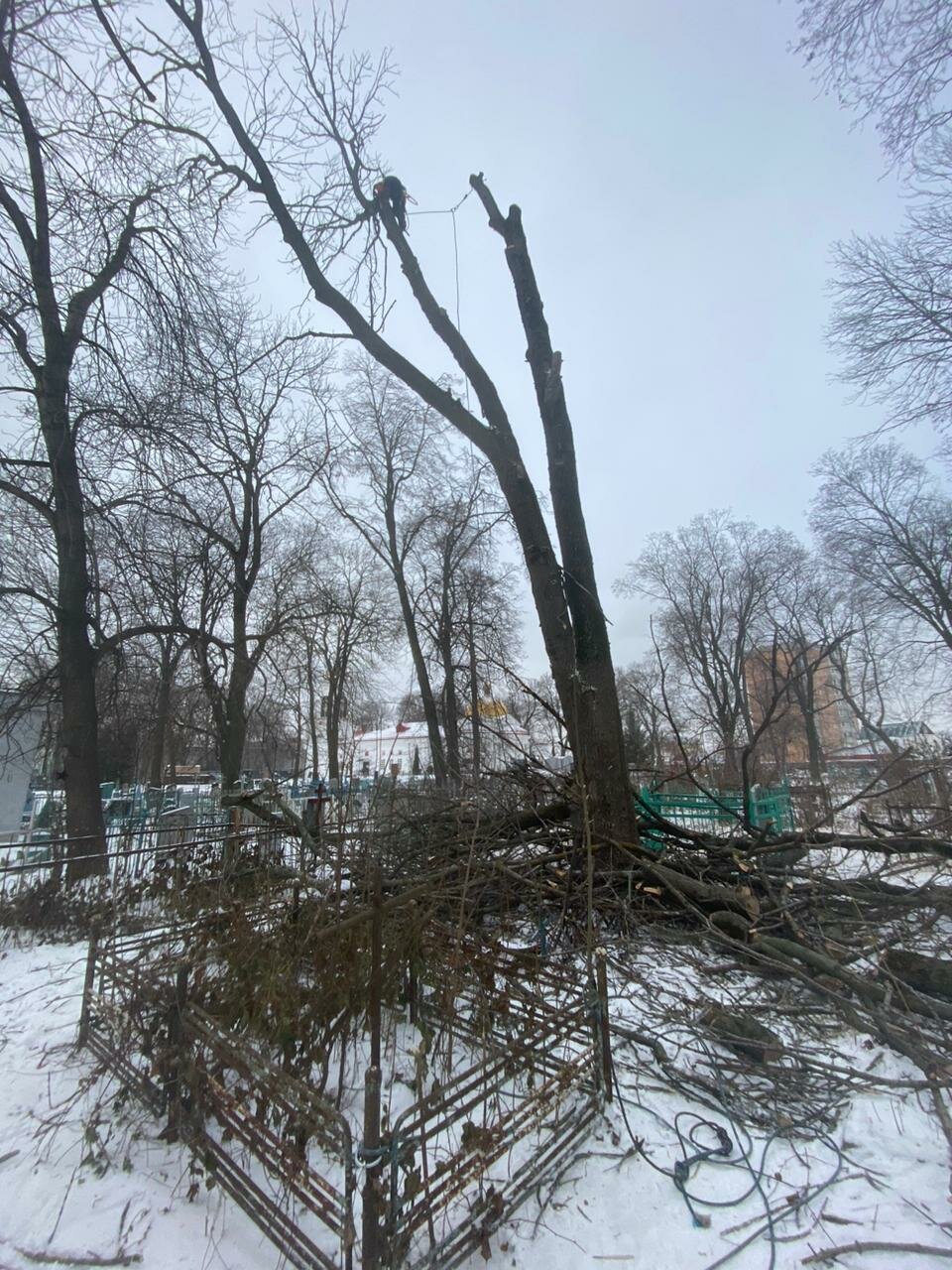 дерево, обрезка деревьев, санитарная обрезка деревьев, деревья парк, калининград парк деревьев
