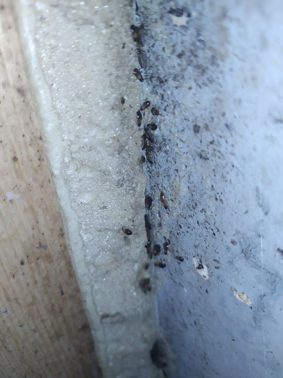 клопы, домашние клопы, клопы на стенах, клопы на постели, насекомое