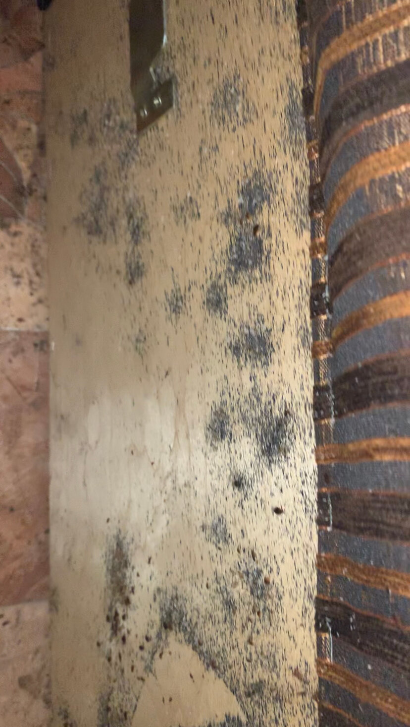 улей, улей пчел, зимовка пчел, плесень, в улье