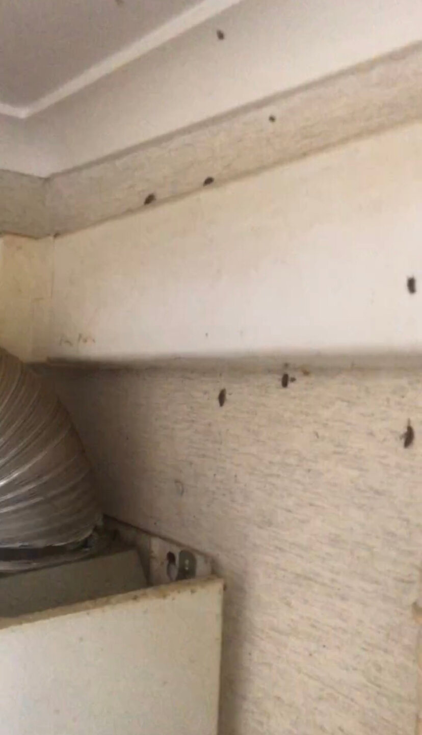 тараканы в квартире, общажные тараканы, тысячи тараканов, таракан, насекомое