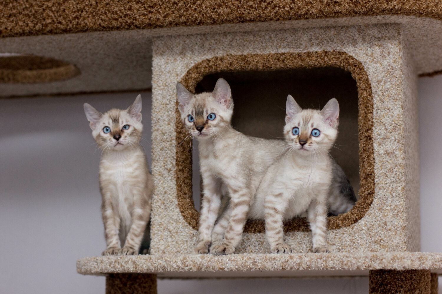 кошка, кошка бенгальская, сиамский бенгал кот, кошка котенок, снежный бенгал