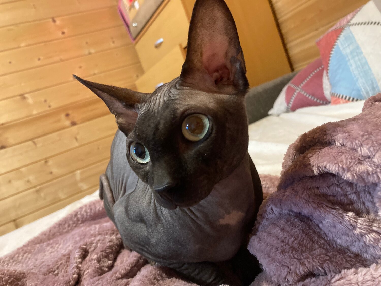 кошка канадский сфинкс, канадский сфинкс, канадский сфинкс черный, порода сфинкс, сфинкс