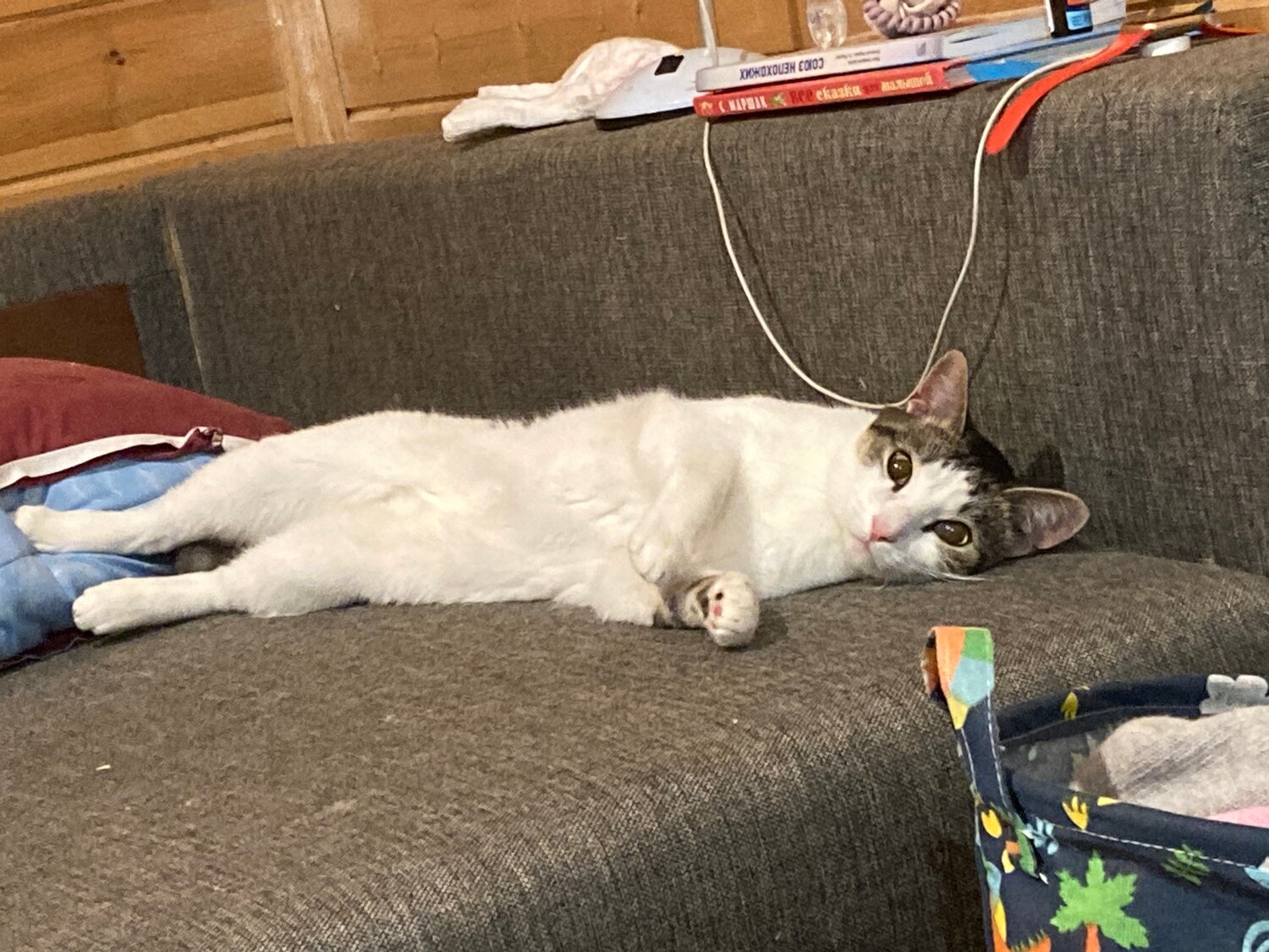 кот, кошка, котики, кот кот, котик мой