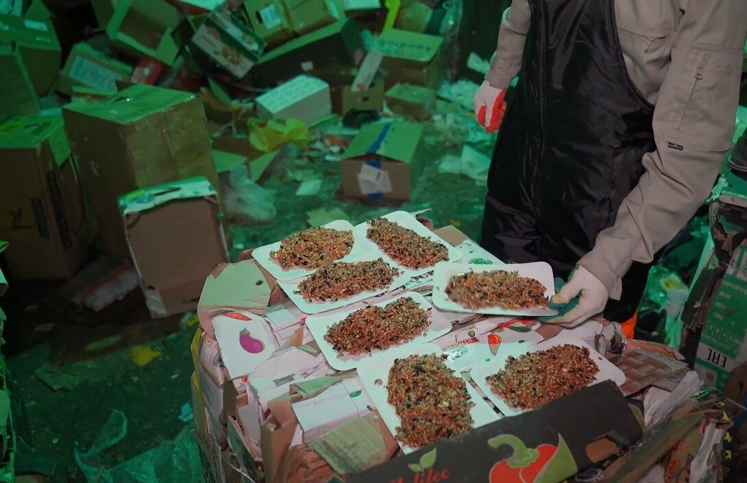 фасовка и упаковка, дробилка для сосновых шишек, дробилка для шишек, trash, производство лекарств