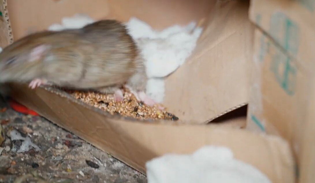 джунгарский хомяк, хомяк, джунгарский хомячок, джунгарский хомяк жемчужный окрас, хомячок