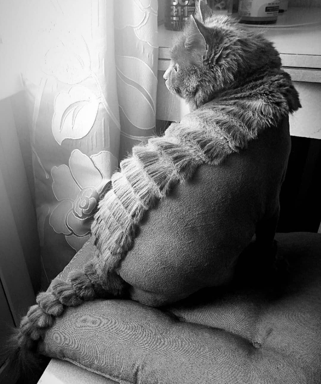 кот, котик, кошечка, котэ, кошка