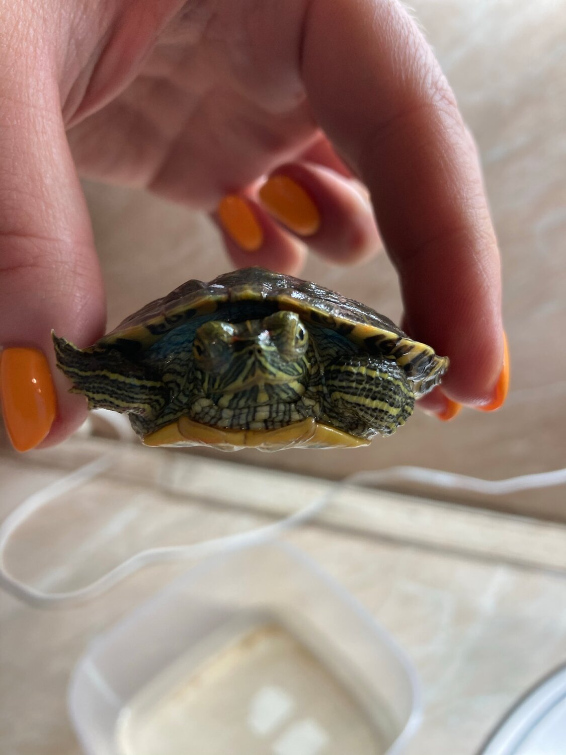 красноухая черепаха, красноухая черепаха элеганс, взрослая красноухая черепаха, красноухая черепаха elegans, красноухая черепаха venusta