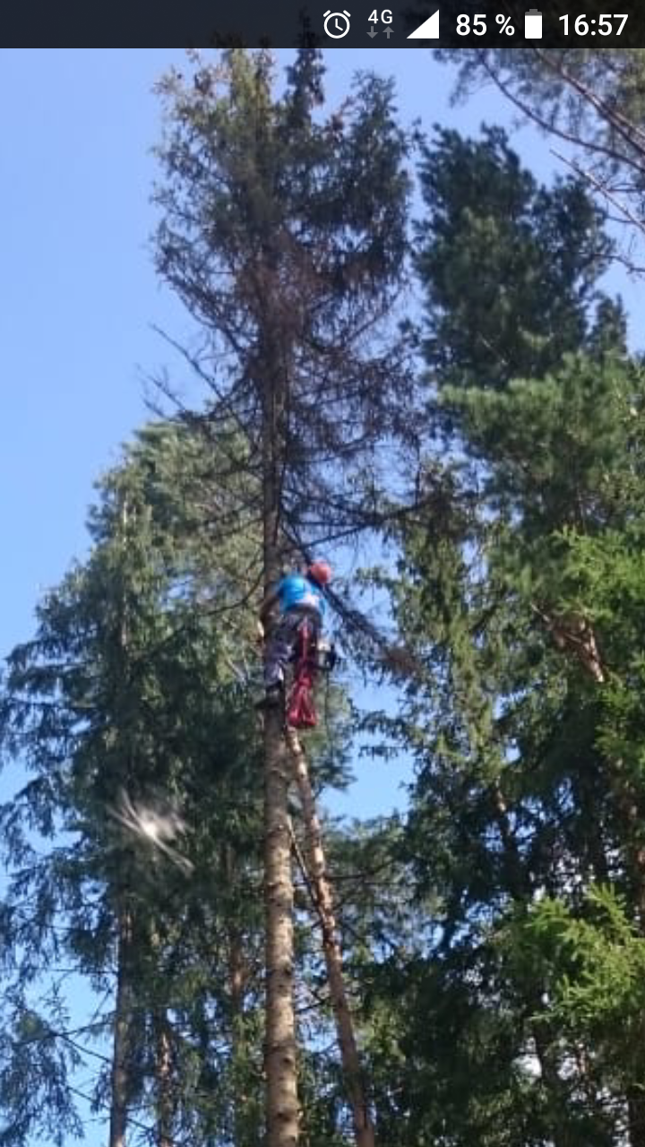 природа, суховершинность сосны, спилить макушку у сосны, сосновый столб, спилить дерево красноярск