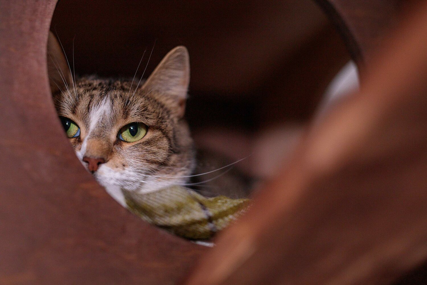 кошка, абиссинская кошка, животные коты, кошка кошка, кот